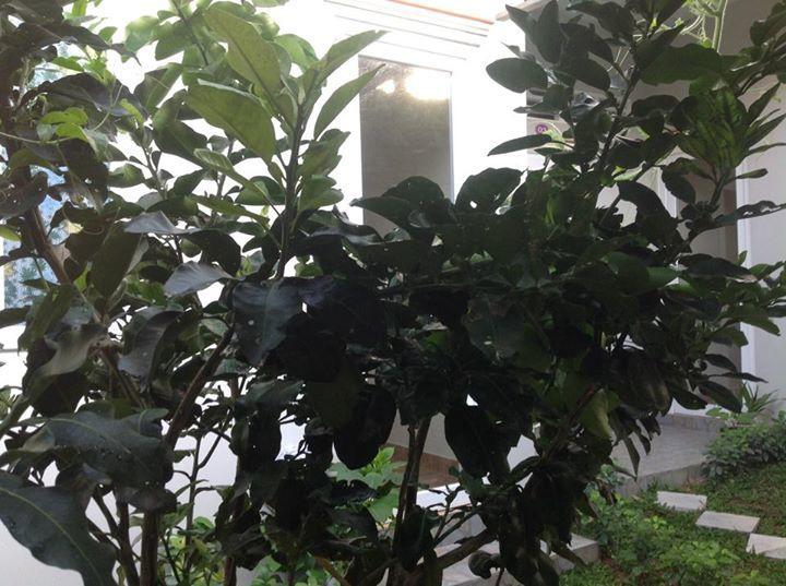 Manh Duyen Garden Homestay Phu Quoc Extérieur photo